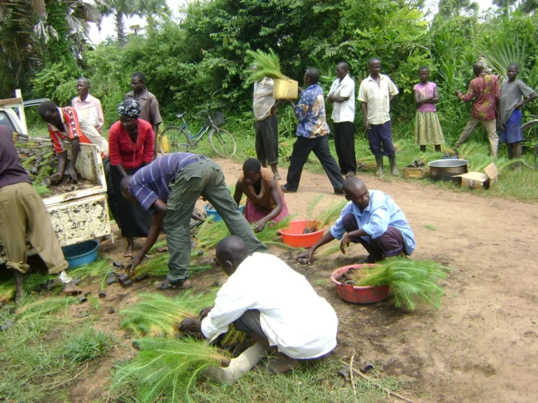 The Power of Tree Planting in Fighting Climate Change