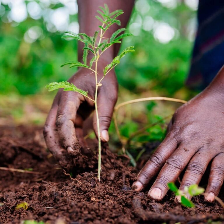 The Power of Tree Planting in Fighting Climate Change