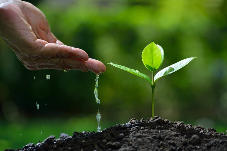 how-long-does-it-take-a-tree-to-grow